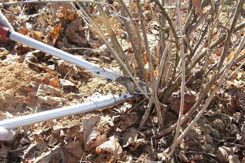 ukhod za kryzhovnikom osenyu  podgotovka k zime1 Догляд за агрусом восени. Підготовка до зими