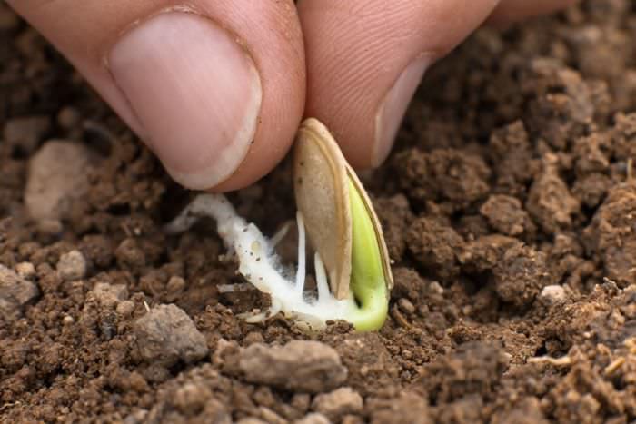 vyrashhivanie kabachkov   kak vyrastit kabachki na rassadu iz semyan i v otkrytom grunte350 Вирощування кабачків — як виростити кабачки на розсаду насіння у відкритому ґрунті