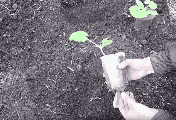 vyrashhivanie kabachkov   kak vyrastit kabachki na rassadu iz semyan i v otkrytom grunte353 Вирощування кабачків — як виростити кабачки на розсаду насіння у відкритому ґрунті