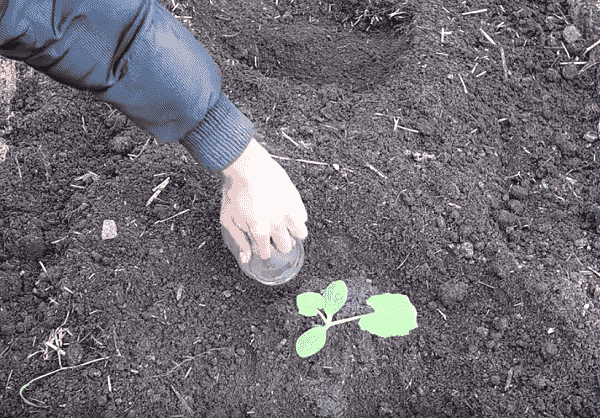vyrashhivanie kabachkov   kak vyrastit kabachki na rassadu iz semyan i v otkrytom grunte354 Вирощування кабачків — як виростити кабачки на розсаду насіння у відкритому ґрунті