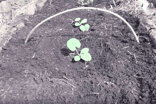 vyrashhivanie kabachkov   kak vyrastit kabachki na rassadu iz semyan i v otkrytom grunte355 Вирощування кабачків — як виростити кабачки на розсаду насіння у відкритому ґрунті