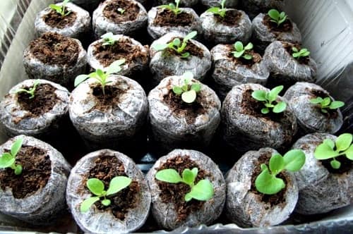  Вирощування розсади у торфяних таблетках – переваги і недоліки