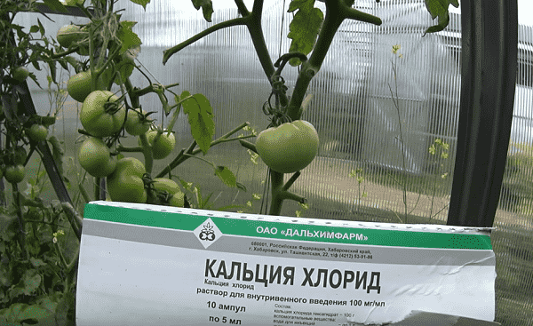 vershinnaya gnil na pomidorakh – prichina poyavleniya i kak s nejj borotsya4 Вершинна гниль на помідорах – причина появи і як з нею боротися