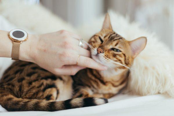  До чого сниться гладити кішку (кота) – сонник для жінок, чоловіків