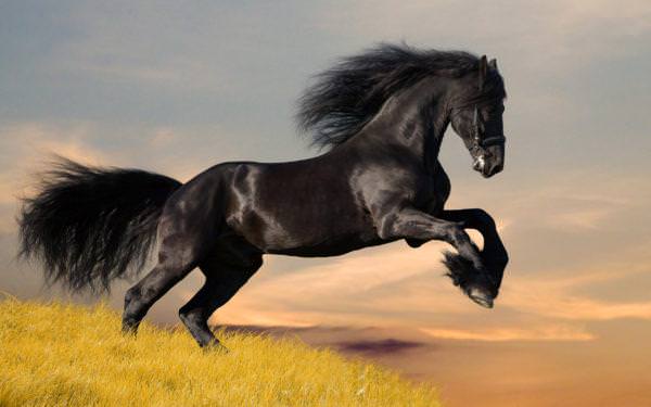 547b2cf265141ceb71c2c4ceb9553ea5 До чого сниться чорний кінь (кінь): жінці, дівчині, чоловікові – сонник