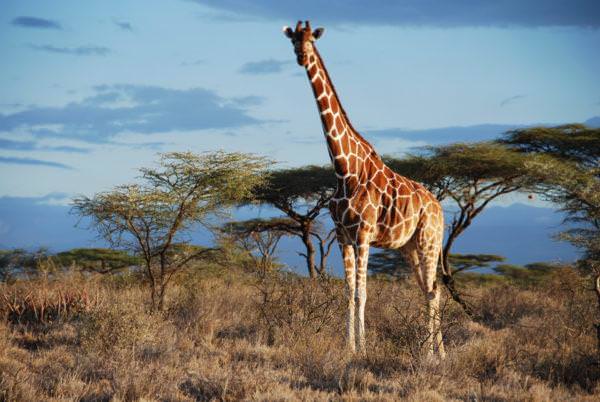  До чого сниться жираф жінці чи чоловікові ?