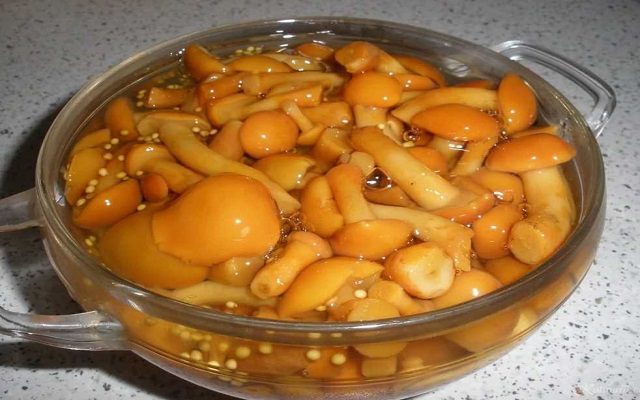 a216b361ac3994c1d2c17a82fc6be378 Як маринувати і солити маслюки, рецепти заготівлі дуже смачних грибів на зиму