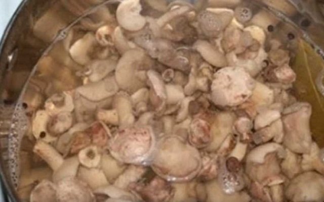 b1da375283866c0808d380b652f91e14 Як маринувати і солити маслюки, рецепти заготівлі дуже смачних грибів на зиму