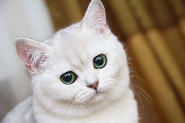 e513b37d33f33330956260b8773e073f До чого сниться біла кішка (кіт) – сонник для жінок, чоловіків