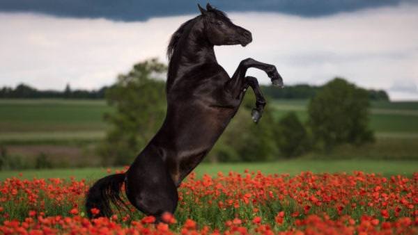 e5431aa6ad5e45f06b20d7e68d382970 До чого сниться чорний кінь (кінь): жінці, дівчині, чоловікові – сонник