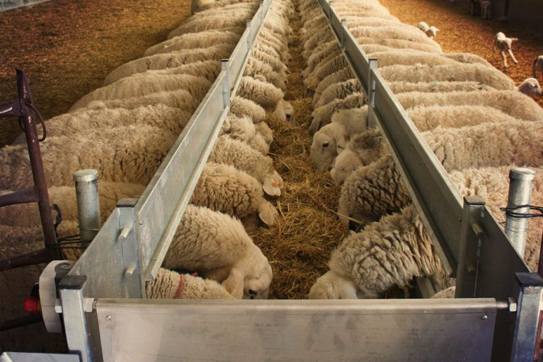 ca35ea775dc848dafc4179bc72de996b Годівниця для овець: виготовлення своїми руками