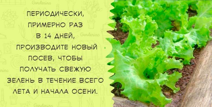 kogda i kak sazhat  seyat  salat v otkrytyjj grunt semenami vesnojj214 Коли і як садити (сіяти) салат у відкритий грунт насінням навесні