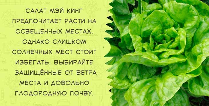 kogda i kak sazhat  seyat  salat v otkrytyjj grunt semenami vesnojj218 Коли і як садити (сіяти) салат у відкритий грунт насінням навесні