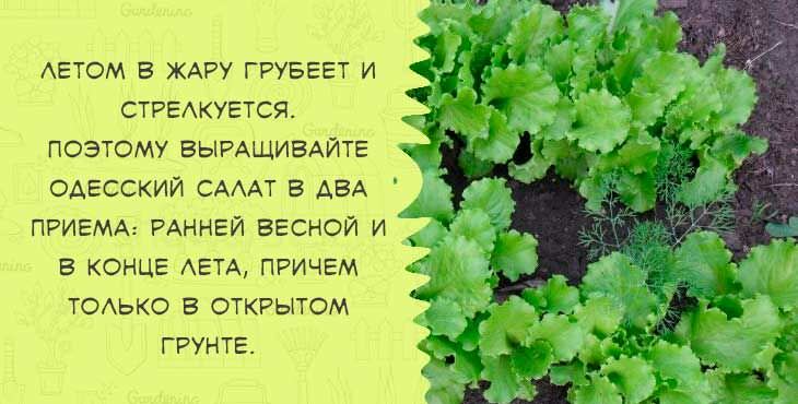 kogda i kak sazhat  seyat  salat v otkrytyjj grunt semenami vesnojj219 Коли і як садити (сіяти) салат у відкритий грунт насінням навесні