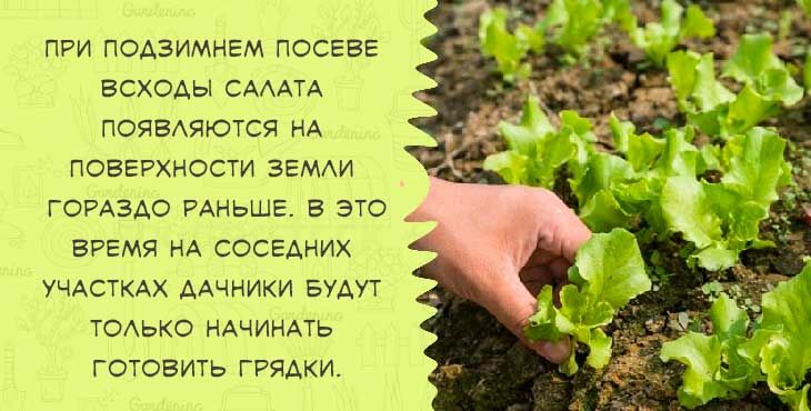 kogda i kak sazhat  seyat  salat v otkrytyjj grunt semenami vesnojj220 Коли і як садити (сіяти) салат у відкритий грунт насінням навесні