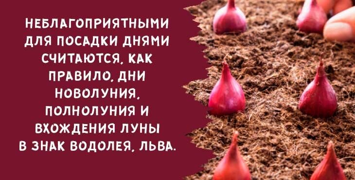 kogda i kak sazhat luk sevok osenyu pod zimu v 2019 godu409 Коли і як садити цибулю севок восени під зиму в 2020 році