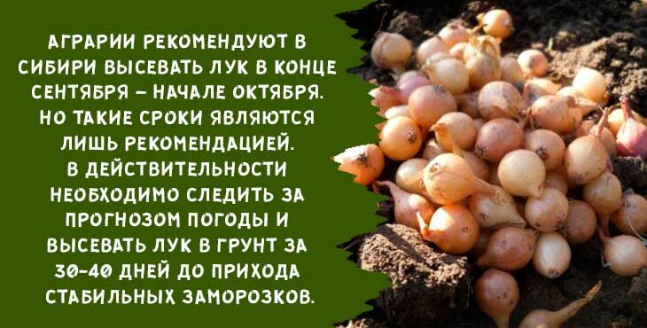 kogda i kak sazhat luk sevok osenyu pod zimu v 2019 godu411 Коли і як садити цибулю севок восени під зиму в 2020 році