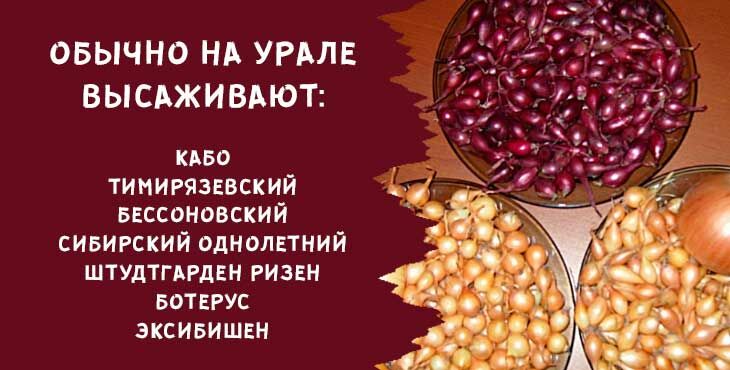 kogda i kak sazhat luk sevok osenyu pod zimu v 2019 godu413 Коли і як садити цибулю севок восени під зиму в 2020 році