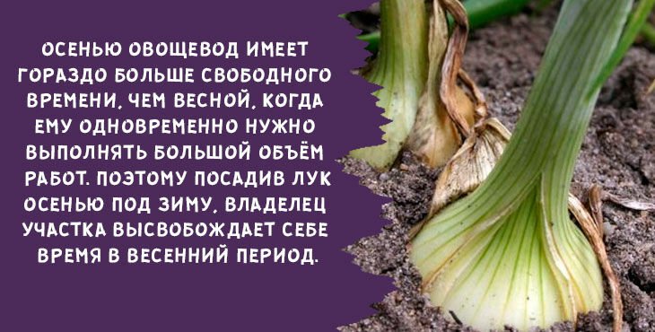 kogda i kak sazhat luk sevok osenyu pod zimu v 2019 godu414 Коли і як садити цибулю севок восени під зиму в 2020 році