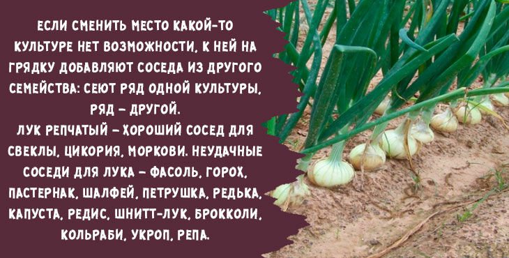 kogda i kak sazhat luk sevok osenyu pod zimu v 2019 godu417 Коли і як садити цибулю севок восени під зиму в 2020 році