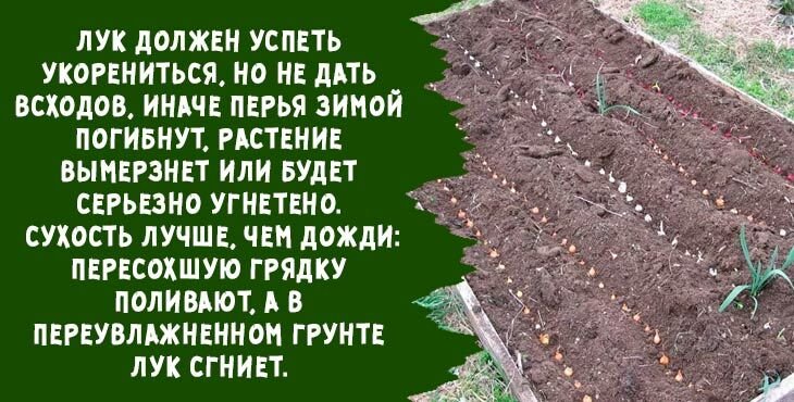 kogda i kak sazhat luk sevok osenyu pod zimu v 2019 godu418 Коли і як садити цибулю севок восени під зиму в 2020 році
