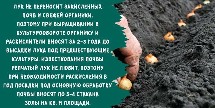 kogda i kak sazhat luk sevok osenyu pod zimu v 2019 godu421 Коли і як садити цибулю севок восени під зиму в 2020 році