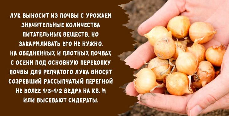 kogda i kak sazhat luk sevok osenyu pod zimu v 2019 godu422 Коли і як садити цибулю севок восени під зиму в 2020 році
