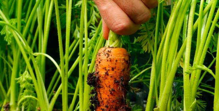 kogda i kak sazhat morkov v otkrytyjj grunt, chtoby poluchit khoroshijj urozhajj Коли і як садити моркву у відкритий грунт, щоб отримати хороший урожай