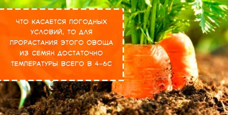 kogda i kak sazhat morkov v otkrytyjj grunt, chtoby poluchit khoroshijj urozhajj1 Коли і як садити моркву у відкритий грунт, щоб отримати хороший урожай