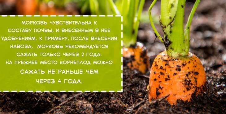 kogda i kak sazhat morkov v otkrytyjj grunt, chtoby poluchit khoroshijj urozhajj7 Коли і як садити моркву у відкритий грунт, щоб отримати хороший урожай