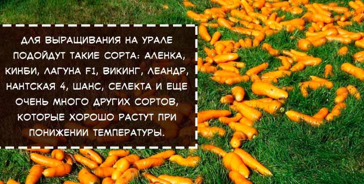 kogda i kak sazhat morkov v otkrytyjj grunt, chtoby poluchit khoroshijj urozhajj9 Коли і як садити моркву у відкритий грунт, щоб отримати хороший урожай