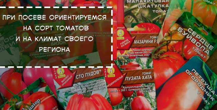 kogda seyat pomidory na rassadu v 2019 godu278 Коли сіяти помідори на розсаду в 2022 році