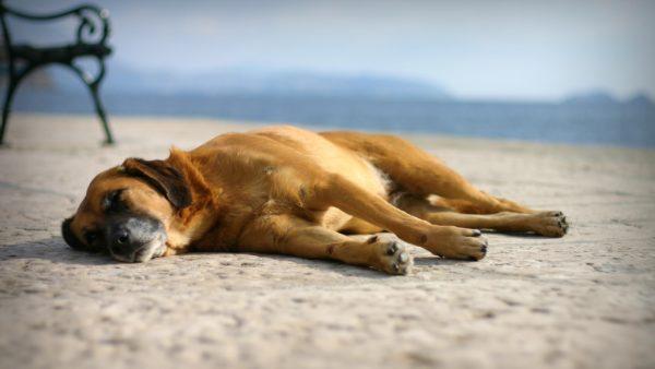 062b4985919836a7cba9beba6705563c До чого сниться померла собака своєму господареві, уві сні вона жива – сонник