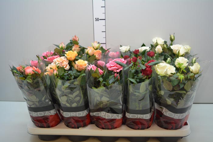 0fe9516cb4528ea372b35a0406f90271 Роза в будинку: прикмети і забобони, можна тримати в кімнаті або вирощувати взимку на підвіконні
