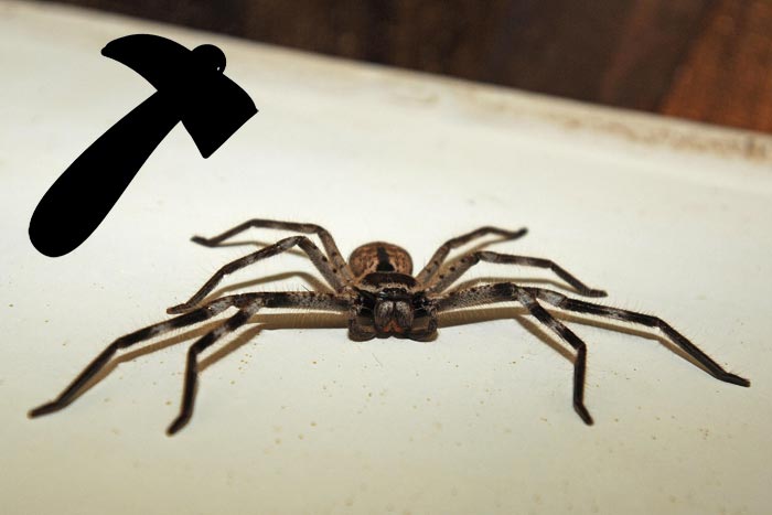 3f5097e9603f626e0f38fcb3bdabd4f0 Вбити павука в будинку: прикмети, що буде при випадковому або навмисному вбивстві