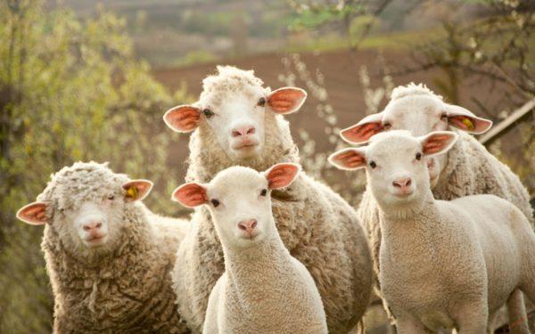 5f82ed185d7ebbe204d0d4471574054e До чого сняться вівці ? жінці чи чоловікові ? Наснилися вівці, ягнята або барани ? Сонник