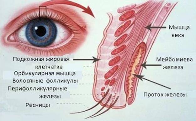 858dfb578fe7b7c84547004958cab2c3 Як лікувати ячмінь на оці в домашніх умовах народними засобами
