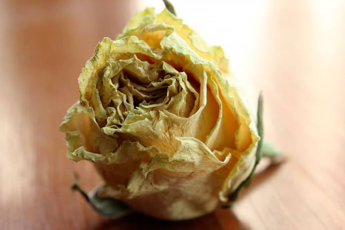 cfbaa8ff14f47a7dd6e363d8468dc263 До чого дарують жовті троянди: значення для жінки, чому означають розлуку