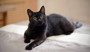 chorniy k t v hat  Чорний кіт в хаті: прикмети, добре чи погано, якщо приблудився або забіг