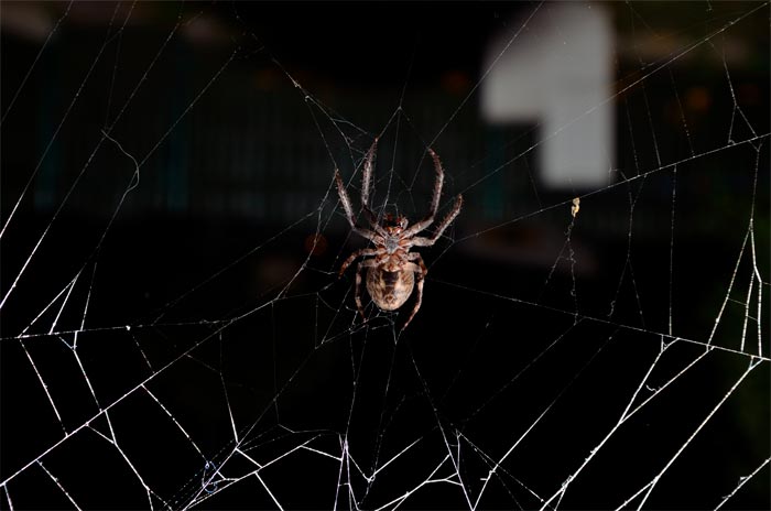 d9e1c60598af0b5b1d3d241d439aa4a2 До чого павук повзе вгору: по стіні, по павутині, увечері – прикмети і забобони