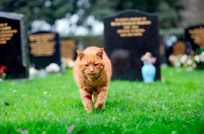 dfedf325616c3146e368fa277551f83f Кішка на кладовищі: що означають прикмети