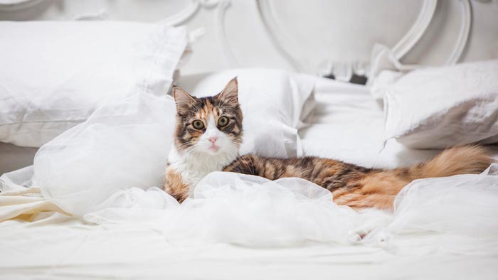 e5853f4cd85c7a958211ce1303c0cd8c Прикмета: якщо кішка чи кіт напаскудив на ліжко, хоча привчений до лотка