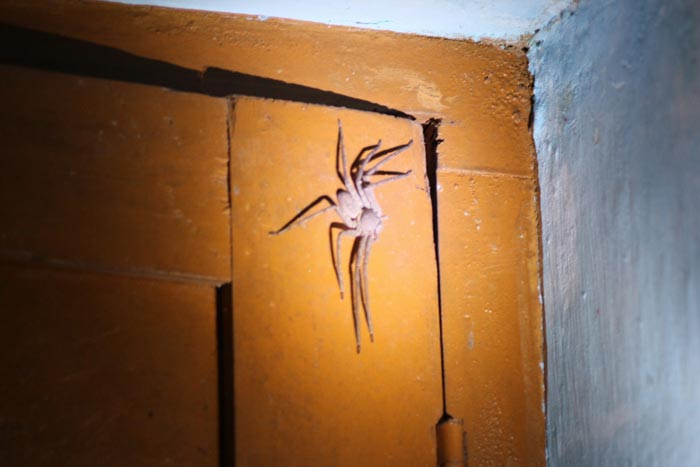 f363d6c28f9ea8bf7512032863cd375b Прикмети про павуків у будинку: добре чи погано побачити білого або чорного арахніда