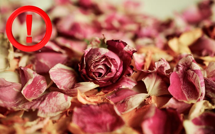 f7f82c4d14fc444d7b41ed48a12fc8df До чого дарують рожеві троянди: що означають квіти дівчині в подарунок від чоловіка