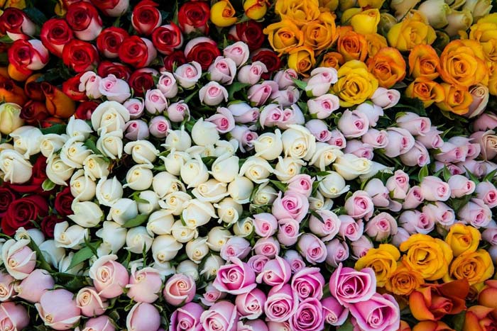 f9b9f511c444e134be080ca44986aba8 Що означає колір троянд при даруванні: до чого дарують зелені, помаранчеві, бордові квіти