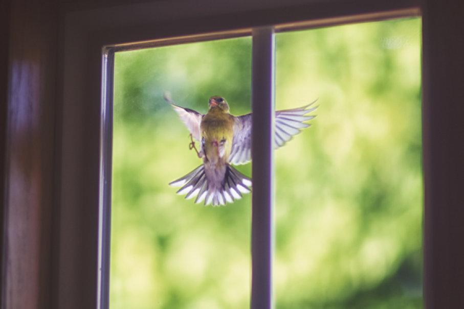 k chemu stuchitsya ptica v okno   tolkovanie primety v zavisimosti ot vida pernatogo12 До чого стукає птах у вікно — тлумачення прикмети залежно від виду пернатого