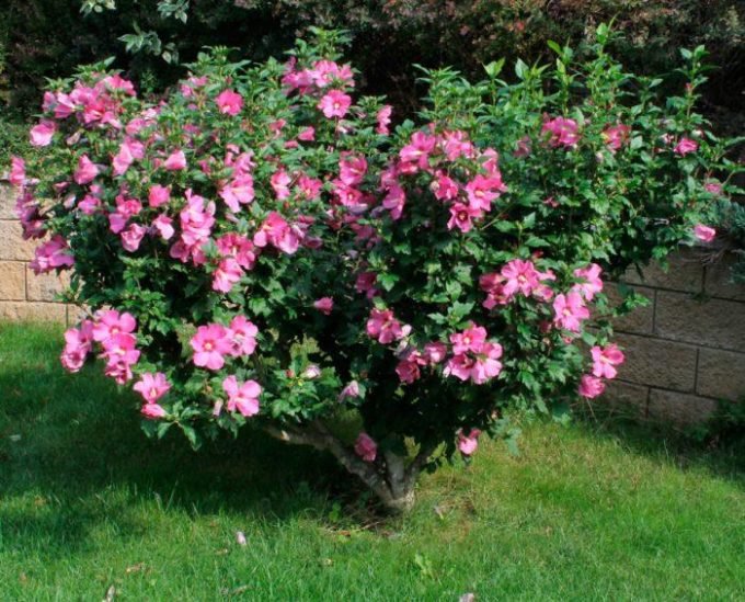 kitajjskaya roza   cvetok smerti, pochemu tak schitaetsya, chto predskazyvaet rastenie36 Китайська троянда — квітка смерті, чому так вважається, що передбачає рослина