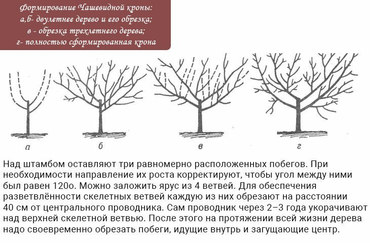 obrezka yabloni osenyu dlya nachinayushhikh   formirovanie krony102 Обрізка яблуні восени для початківців + формування крони