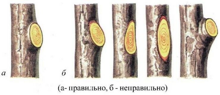 obrezka yabloni osenyu dlya nachinayushhikh   formirovanie krony92 Обрізка яблуні восени для початківців + формування крони