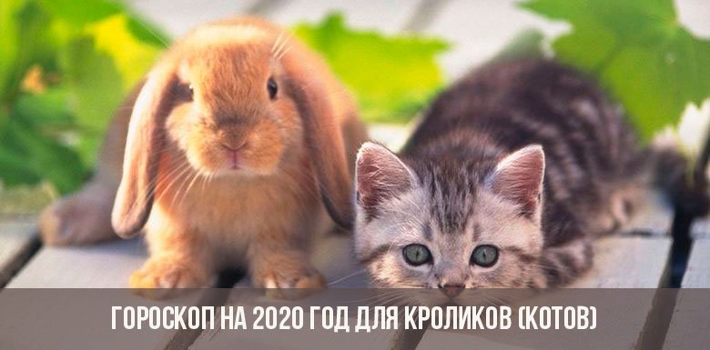  Гороскоп на 2020 рік для Кроликів Котів